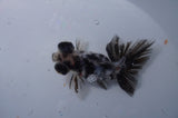 Butterfly  Calico 3.5 Inch (ID#311B8b-34) Free2Day SHIPPING