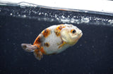 Baby Ranchu  Calico 3 Inch (ID#415R9c-27) Free2Day SHIPPING