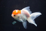 Juvenile Thai Oranda  Red White 3 Inch (ID#924To13bPT4-23) Free2Day SHIPPING