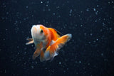 Baby Thai Oranda  Tricolor 2.5 Inch (ID#1112ToPTA-23) Free2Day SHIPPING