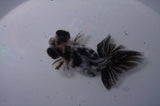 Butterfly  Calico 3.5 Inch (ID#311B8b-34) Free2Day SHIPPING