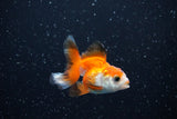 Baby Thai Oranda  Tricolor 2.5 Inch (ID#1112ToPTA-23) Free2Day SHIPPING