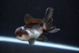 Juvenile Thai Oranda  Panda 3.5 Inch (ID#924To13b-24) Free2Day SHIPPING Please see notes.