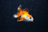 Baby Thai Oranda  Tricolor 2.5 Inch (ID#1112ToPTA-23) Free2Day SHIPPING