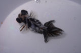 Butterfly  Calico 3.5 Inch (ID#311B8b-34) Free2Day SHIPPING