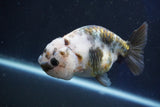 Milk Cow Ranchu  Calico 4 Inch (ID#1018R9a-67) Free2Day SHIPPING