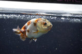 Baby Ranchu  Calico 3 Inch (ID#415R9c-27) Free2Day SHIPPING