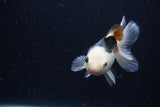 Juvenile Thai Oranda  Panda 3.5 Inch (ID#1224To12c-73) Free2Day SHIPPING