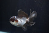 Juvenile Thai Oranda  Panda 3.5 Inch (ID#924To13b-24) Free2Day SHIPPING Please see notes.