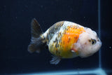 Milk Cow Ranchu  Calico 4 Inch (ID#1018R9a-67) Free2Day SHIPPING