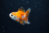 Baby Thai Oranda  Tricolor 2.5 Inch (ID#1112ToPTA-23) Free2Day SHIPPING