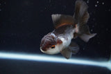 Juvenile Thai Oranda  Panda 3.5 Inch (ID#924To13b-24) Free2Day SHIPPING Please see notes.