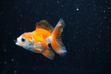 Baby Thai Oranda  Tricolor 2.5 Inch (ID#1112ToPTA-23) Free2Day SHIPPING