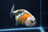 Milk Cow Ranchu  Calico 4 Inch (ID#1018R9a-67) Free2Day SHIPPING