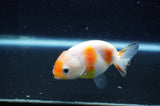 Baby Ranchu  Sakura 3 Inch (ID#415R9c-28) Free2Day SHIPPING