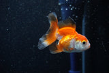 Baby Thai Oranda  Tricolor 2.5 Inch (ID#1112ToPTA-23) Free2Day SHIPPING