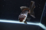 Juvenile Thai Oranda  Panda 3.5 Inch (ID#924To13b-24) Free2Day SHIPPING Please see notes.