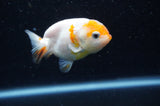 Baby Ranchu  Sakura 3 Inch (ID#415R9c-28) Free2Day SHIPPING