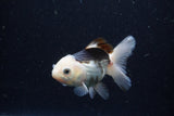 Juvenile Thai Oranda  Panda 3.5 Inch (ID#1224To12c-73) Free2Day SHIPPING