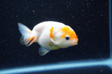 Baby Ranchu  Sakura 3 Inch (ID#415R9c-28) Free2Day SHIPPING