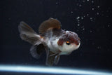 Juvenile Thai Oranda  Panda 3.5 Inch (ID#924To13b-24) Free2Day SHIPPING Please see notes.