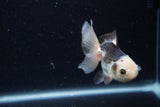 Juvenile Thai Oranda  Panda 3.5 Inch (ID#1224To12c-73) Free2Day SHIPPING