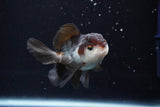 Juvenile Thai Oranda  Panda 3.5 Inch (ID#924To13b-24) Free2Day SHIPPING Please see notes.