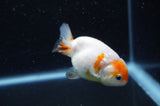 Baby Ranchu  Sakura 3 Inch (ID#415R9c-28) Free2Day SHIPPING