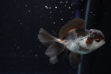 Juvenile Thai Oranda  Panda 3.5 Inch (ID#924To13b-24) Free2Day SHIPPING Please see notes.