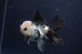 Juvenile Thai Oranda  Panda 3.5 Inch (ID#1227To13b-72) Free2Day SHIPPING