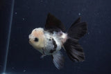 Juvenile Thai Oranda  Panda 3.5 Inch (ID#1227To13b-72) Free2Day SHIPPING