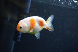 Baby Ranchu  Sakura 3 Inch (ID#415R9c-28) Free2Day SHIPPING
