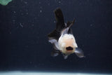 Juvenile Thai Oranda  Panda 3.5 Inch (ID#1227To13b-72) Free2Day SHIPPING