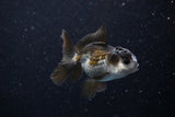 Baby Thai Oranda  Panda 3 Inch (ID#1112ToPTA-24) Free2Day SHIPPING