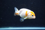 Baby Ranchu  Sakura 3 Inch (ID#415R9c-28) Free2Day SHIPPING