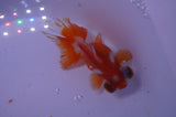Jade Seal Butterfly  Red White 3.5 Inch (ID#311B8b-35) Free2Day SHIPPING