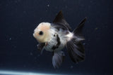 Juvenile Thai Oranda  Panda 3.5 Inch (ID#1227To13b-72) Free2Day SHIPPING