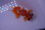 Jade Seal Butterfly  Red White 3.5 Inch (ID#311B8b-35) Free2Day SHIPPING