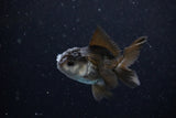 Baby Thai Oranda  Panda 3 Inch (ID#1112ToPTA-24) Free2Day SHIPPING