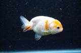 Baby Ranchu  Sakura 3 Inch (ID#415R9c-28) Free2Day SHIPPING