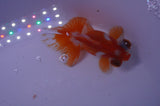 Jade Seal Butterfly  Red White 3.5 Inch (ID#311B8b-35) Free2Day SHIPPING
