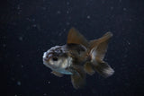 Baby Thai Oranda  Panda 3 Inch (ID#1112ToPTA-24) Free2Day SHIPPING