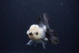 Juvenile Thai Oranda  Panda 3.5 Inch (ID#1227To13b-72) Free2Day SHIPPING