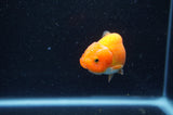 Baby Ranchu  Red White 3 Inch (ID#415R9c-29) Free2Day SHIPPING