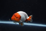 Juvenile Lionchu  Red White 3.5 Inch (ID#221R11a-12) Free2Day SHIPPING