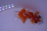 Jade Seal Butterfly  Red White 3.5 Inch (ID#311B8b-35) Free2Day SHIPPING