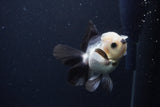 Juvenile Thai Oranda  Panda 3.5 Inch (ID#1227To13b-72) Free2Day SHIPPING