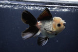 Juvenile Thai Oranda  Panda 3.5 Inch (ID#1227To13b-72) Free2Day SHIPPING