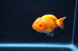 Baby Ranchu  Red White 3 Inch (ID#415R9c-29) Free2Day SHIPPING