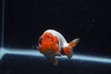 Juvenile Lionchu  Red White 3.5 Inch (ID#221R11a-12) Free2Day SHIPPING
